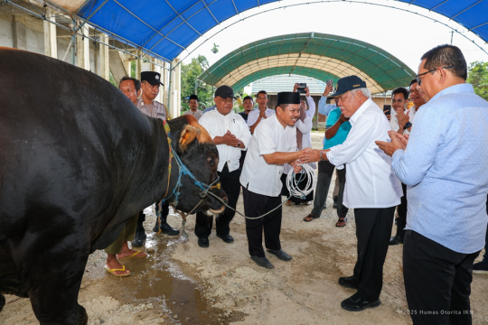 Iduladha di Nusantara: Presiden Prabowo Salurkan Sapi Kurban ke Dua Masjid IKN