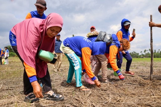 Memperkenalkan Padi Gogo sebagai Andalan Baru Ketahanan Pangan di Nusantara